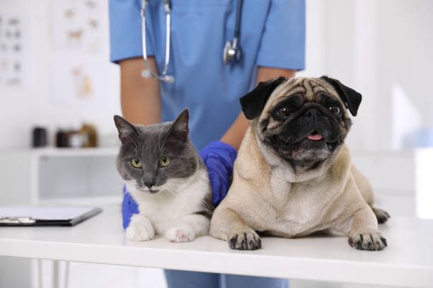 Perro y gato juntos