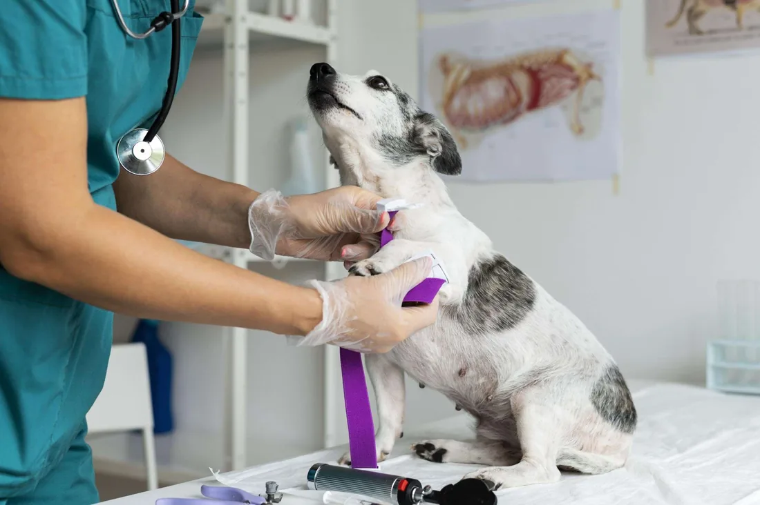 Perrito durante su revisión en la mesa de consulta