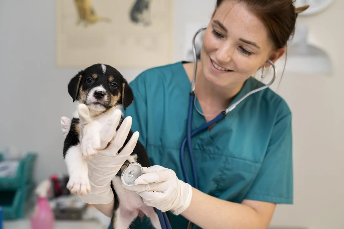 Cachorro en brazos durante su chequeo con estetoscopio