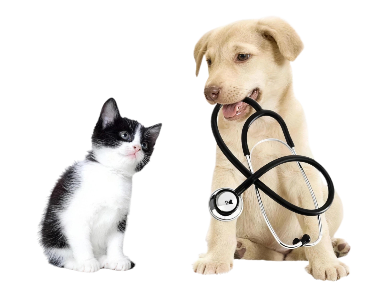 Retrato de perro y gato