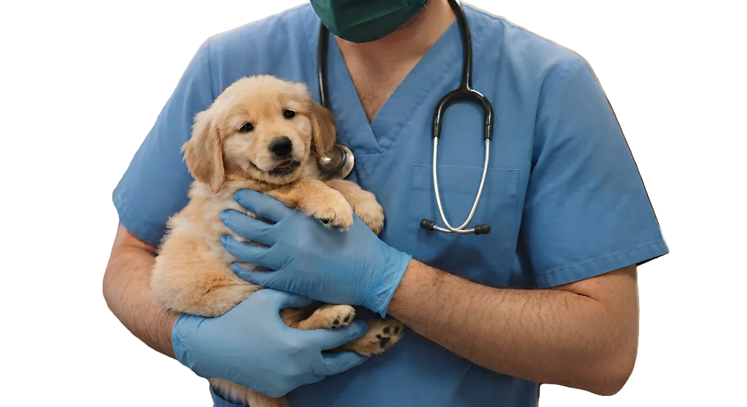 Veterinario sosteniendo un cachorro golden retriever