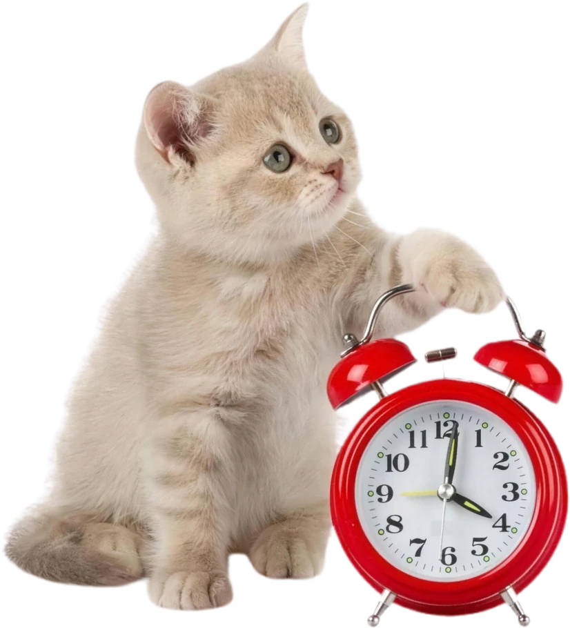 Gato con reloj